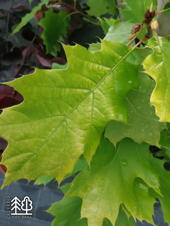 Quercus rubra   'Aurea'